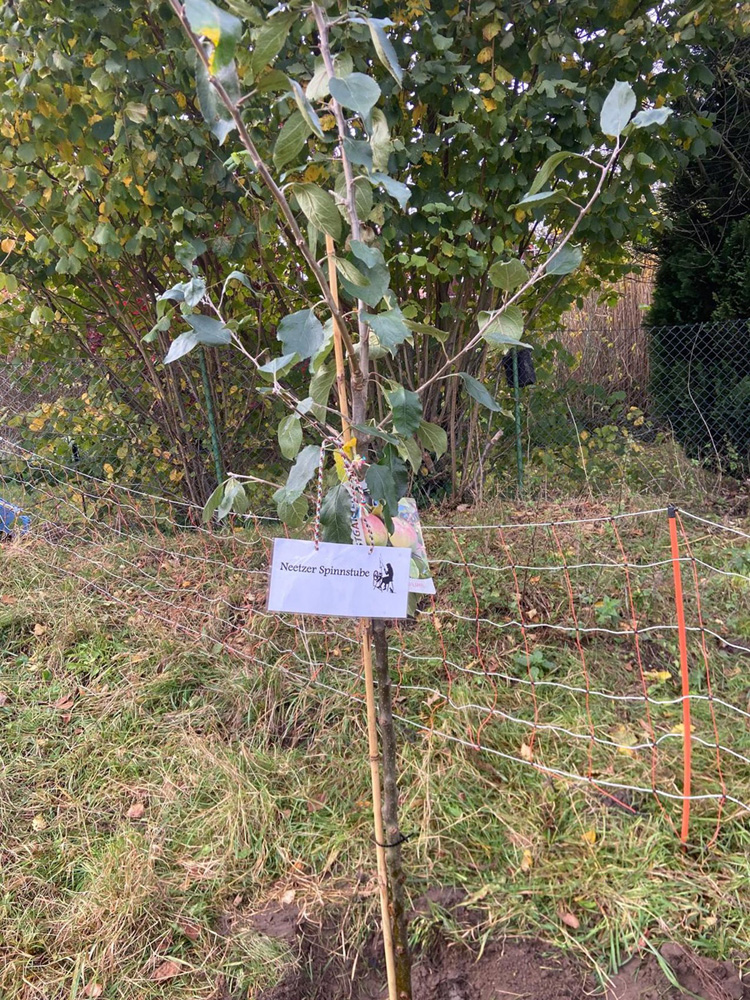 Baumpflanz-Challenge – Wir waren dabei!