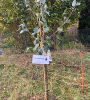 Baumpflanz-Challenge – Wir waren dabei!